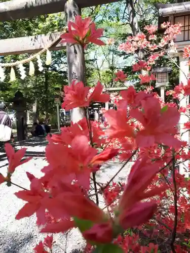 新琴似神社の自然