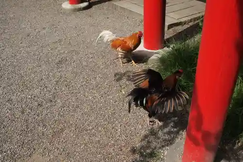 宮崎神宮の動物