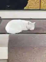 今戸神社の動物