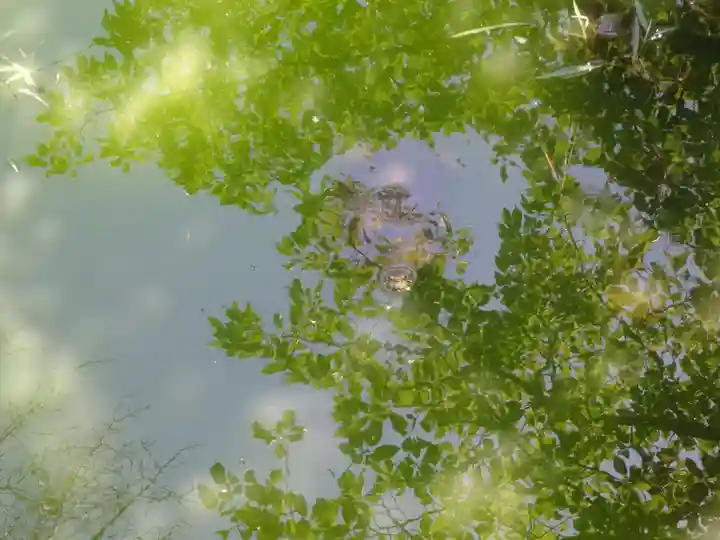磐井神社の動物
