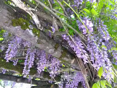 總社 和田八幡宮(福井県)