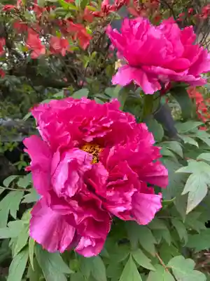 赤城大教会赤城寺の庭園