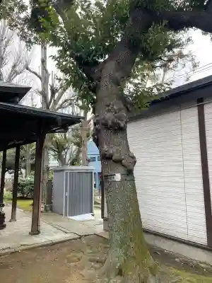 橋戸稲荷神社の{uncategorized: "未分類", other: "その他", undefined: "問題あり", building: "その他建物", grave: "お墓", sacred_gate: "鳥居", guardian: "狛犬", statue: "像", buddha: "仏像", history: "歴史", nature: "自然", garden: "庭園", animal: "動物", pagoda: "塔", temizu: "手水舎", mountain_gate: "山門・神門", sanctuary: "本殿・本堂", subordinate: "末社・摂社", art: "芸術", scenery: "景色", jizo: "地蔵", ema: "絵馬", goshuin: "御朱印", omikuji: "おみくじ", items: "授与品その他", amulet: "お守り", goshuincho: "御朱印帳", eats: "食事", festival: "お祭り", votive_dance: "神楽", shichigosan: "七五三参", wedding: "結婚式", experience: "体験その他", initially: "初詣", around: "周辺", anti_infection: "感染症対策"}