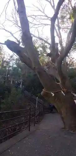 森浅間神社の自然