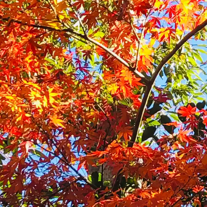 馬橋稲荷神社の自然