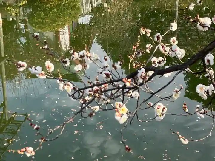 亀戸天神社(東京都)