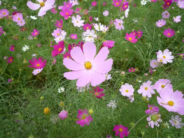 金刀比羅神社の周辺