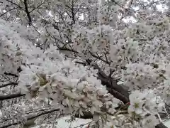 思金神社の自然