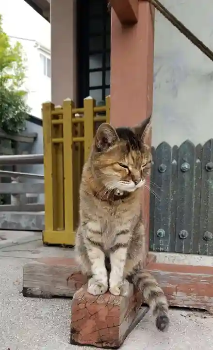 白髭神社の動物