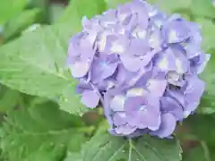 千住神社の自然