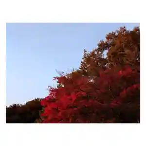 岐阜稲荷山本社の自然(2022年11月17日(木) 08時46分26秒投稿)