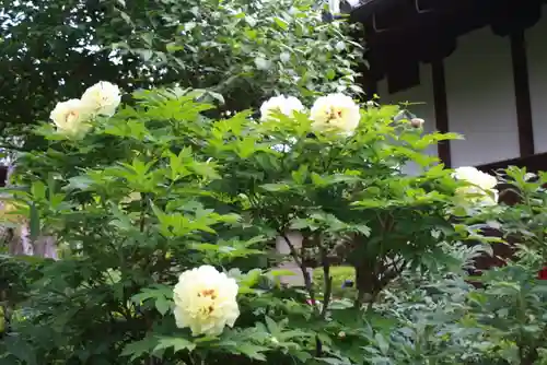 石光寺(奈良県)