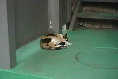 勝淵神社の動物