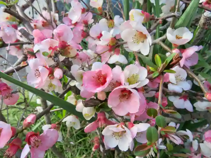鶴峯八幡宮の自然