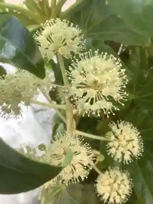 三輪神社(愛知県)