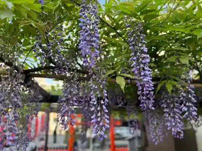 藤之宮 春日神社(野田の藤跡)(大阪府)