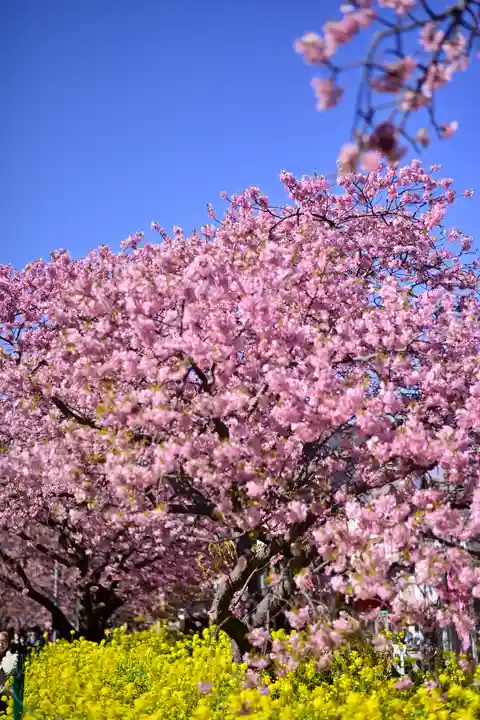 川津来宮神社の自然