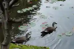 平安神宮(京都府)