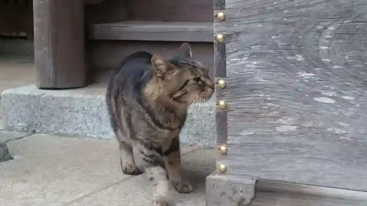 玉﨑神社の動物