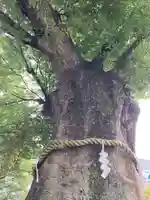大國魂神社の自然