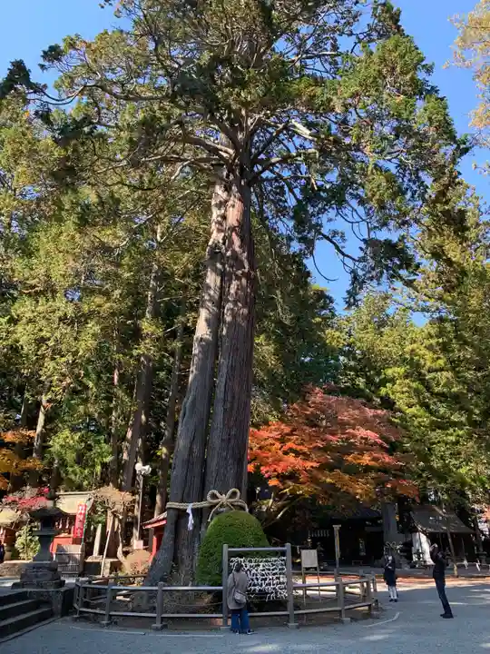 北口本宮冨士浅間神社の自然