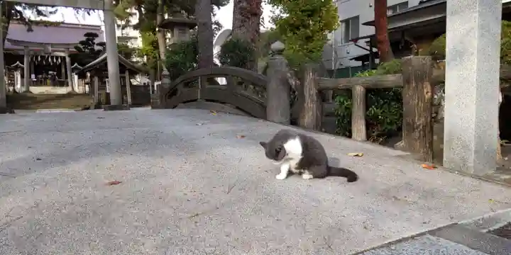 松原神社の動物