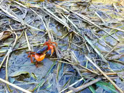 六所神社の動物