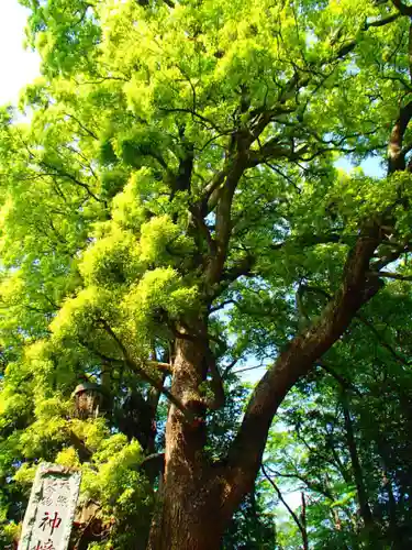 神崎神社の自然