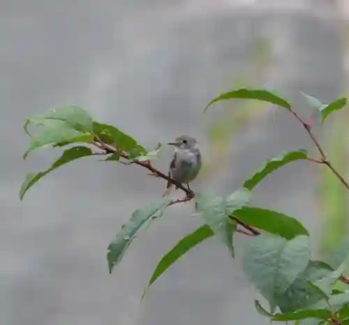 留辺蘂神社の動物