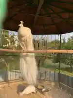 進雄神社の動物