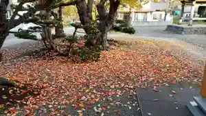 帰厚院の自然(2021年11月05日(金) 07時53分07秒投稿)