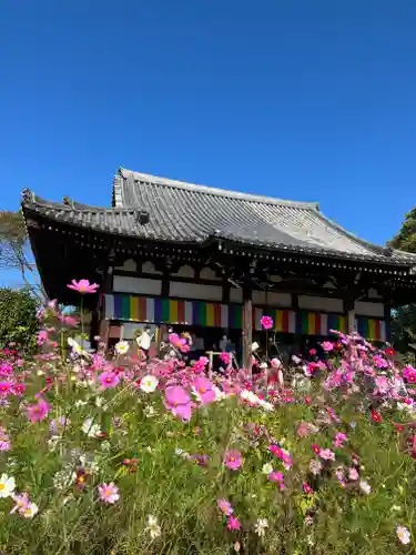 般若寺 ❁﻿コスモス寺❁(奈良県)