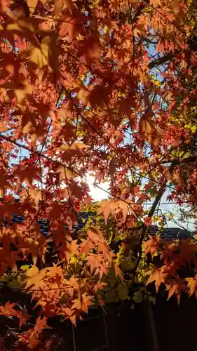 星大明社の自然