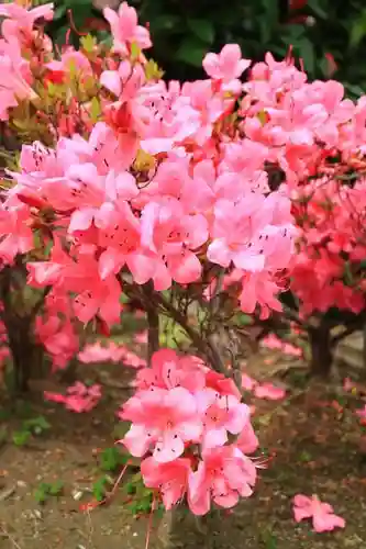 弥生神社の自然