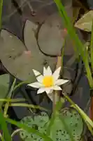 黒澤大師(徳島県)