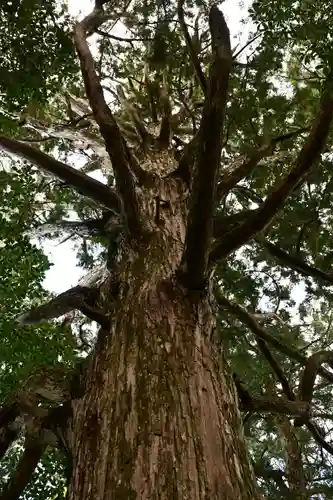 高峯神社(高知県)