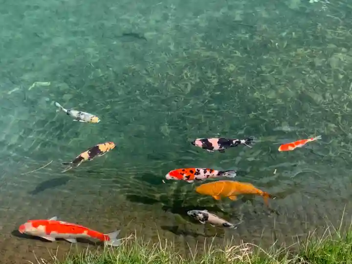 水分神社の動物