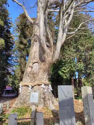 智賀都神社(栃木県)