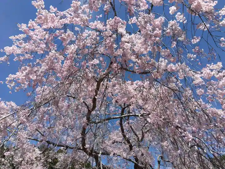 宝泉寺(京都府)