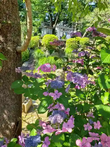 鳩森八幡神社の自然