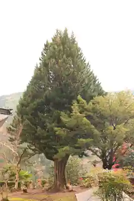 黒松寺(徳島県)