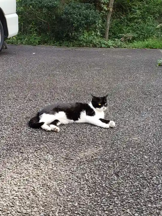 白金氷川神社の動物