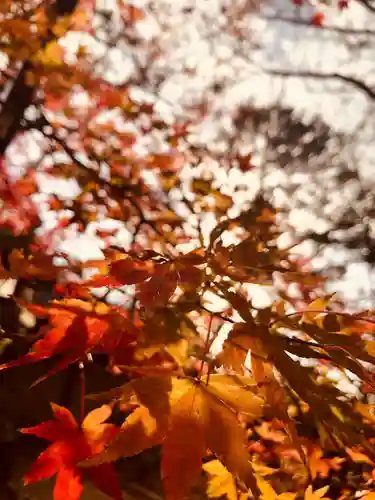 北野天満宮の自然