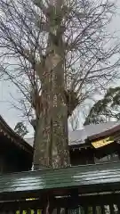 麻賀多神社の自然