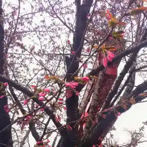 彌彦神社 (伊夜日子神社)の自然(2024年04月19日(金) 09時28分35秒投稿)