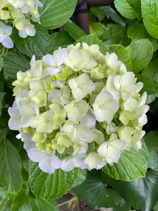 白山神社の自然