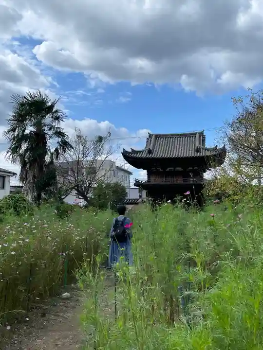 般若寺 ❁コスモス寺❁(奈良県)