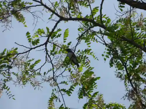 留辺蘂神社の動物