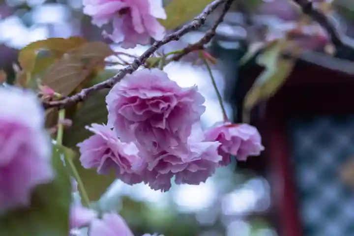彌彦神社の自然