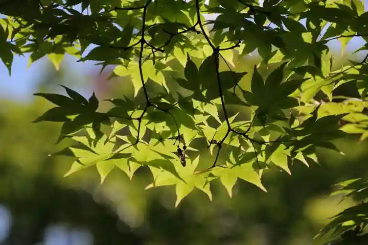 萬寿神社(柏屋本店願掛け萬寿石)(福島県)